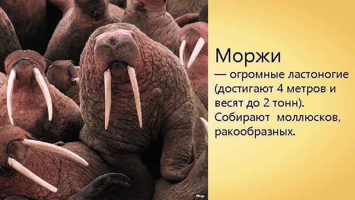 Моржи — огромные ластоногие (достигают 4 метров и весят до 2 тонн). Собирают моллюсков,