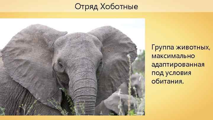 Отряд Хоботные Группа животных, максимально адаптированная под условия обитания. Bobisbob 