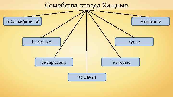 Семейства отряда Хищные Собачьи(волчьи) Медвежьи Енотовые Куньи Гиеновые Виверровые Кошачьи 