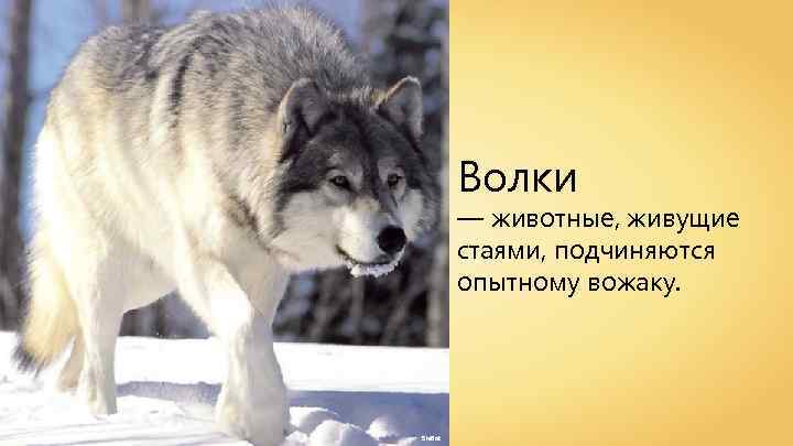 Волки — животные, живущие стаями, подчиняются опытному вожаку. Sie. Bot 