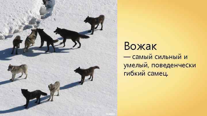 Вожак — самый сильный и умелый, поведенчески гибкий самец. Tony. Ballioni 