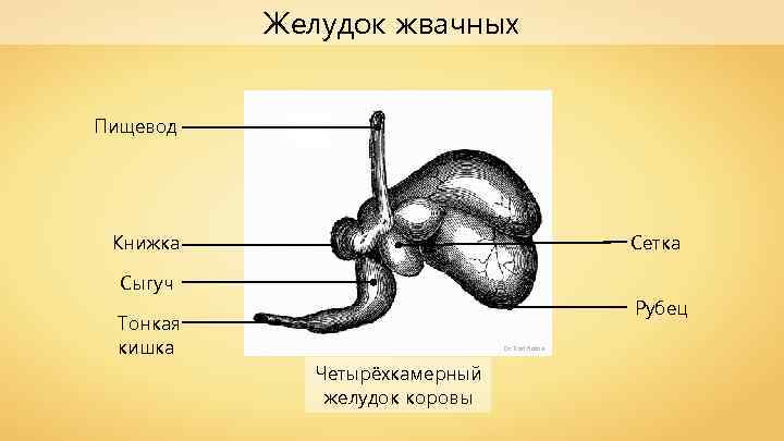 Желудок жвачных Пищевод Книжка Сетка Сыгуч Рубец Тонкая кишка Dr. Karl Rothe Четырёхкамерный желудок