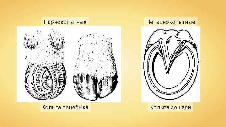 Парнокопытные классификация схема