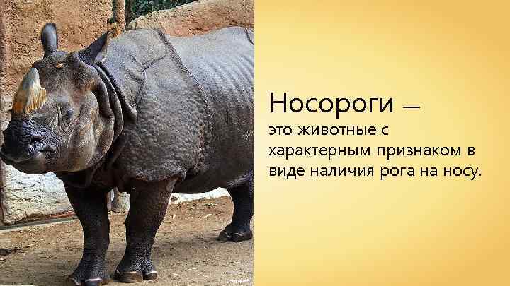 Носороги — это животные с характерным признаком в виде наличия рога на носу. Sanjay