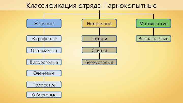 Классификация отряда Парнокопытные Жвачные Нежвачные Мозоленогие Жирафовые Пекари Верблюдовые Оленьковые Свиньи Вилороговые Бегемотовые Оленевые