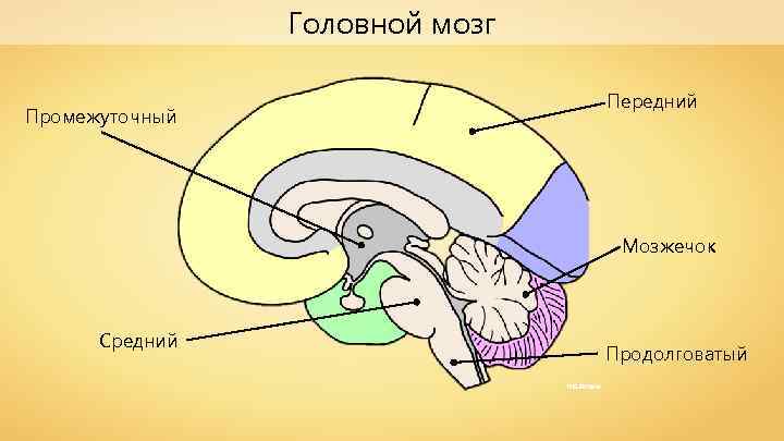 Головной мозг Передний Промежуточный Мозжечок Средний Продолговатый NEUROtiker 