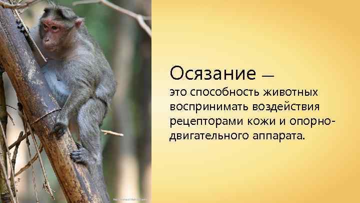 Осязание — это способность животных воспринимать воздействия рецепторами кожи и опорнодвигательного аппарата. Muhammad Mahdi