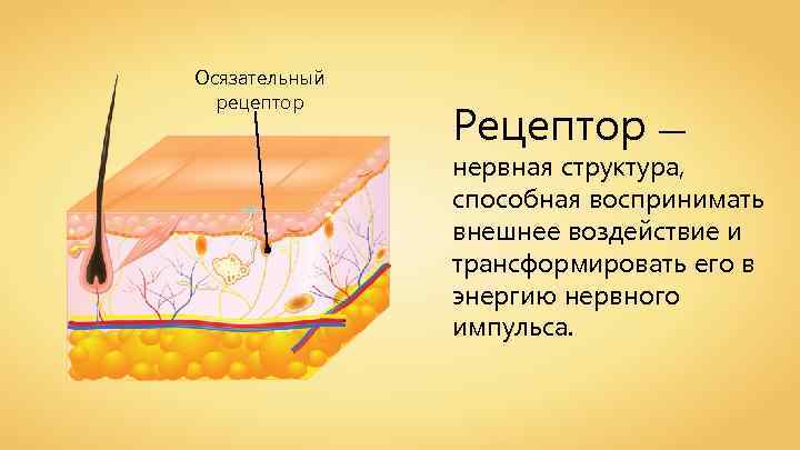 Осязательный рецептор Рецептор — нервная структура, способная воспринимать внешнее воздействие и трансформировать его в