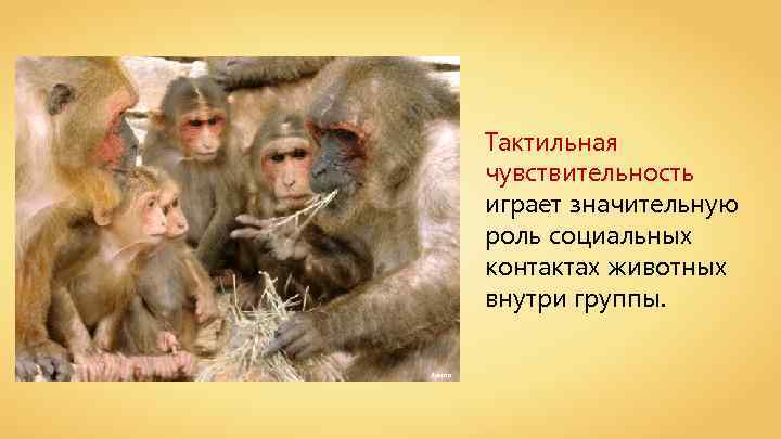 Тактильная чувствительность играет значительную роль социальных контактах животных внутри группы. Ayacop 