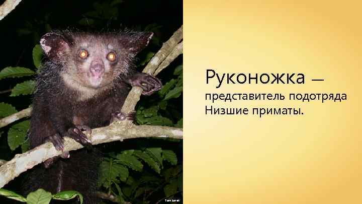 Руконожка — представитель подотряда Низшие приматы. Tom Junek 