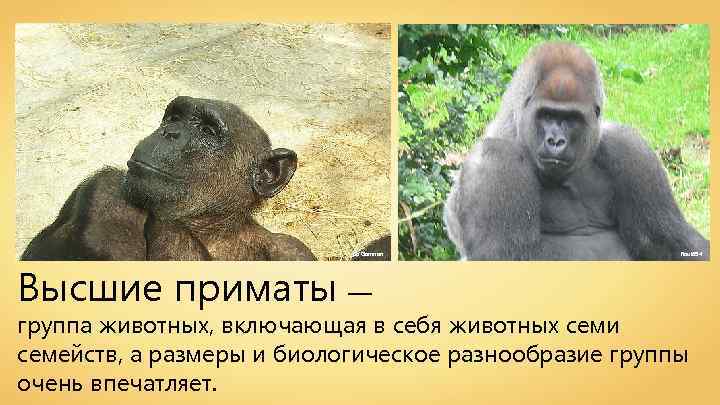 Ba'Gamnan Высшие приматы — Raul 654 группа животных, включающая в себя животных семи семейств,