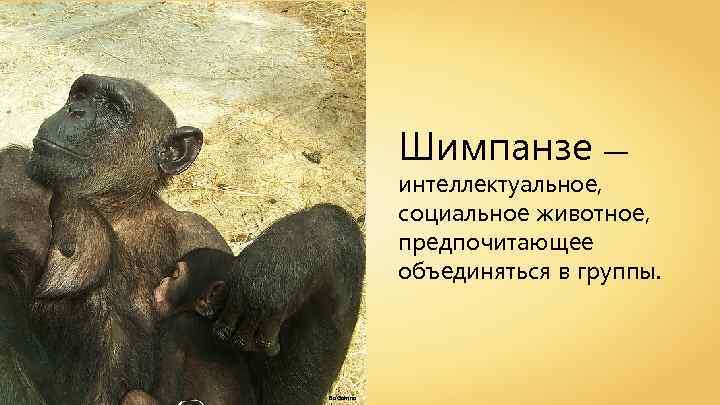 Шимпанзе — интеллектуальное, социальное животное, предпочитающее объединяться в группы. Ba'Gamnan 