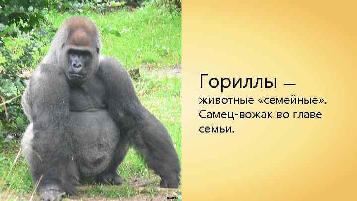 Гориллы — животные «семейные» . Самец-вожак во главе семьи. Raul 654 