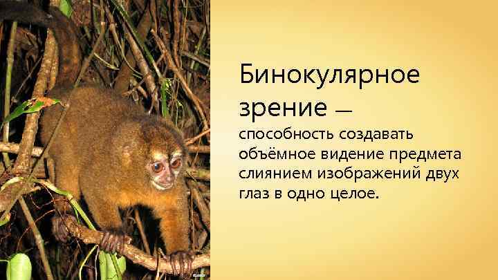 Бинокулярное зрение — способность создавать объёмное видение предмета слиянием изображений двух глаз в одно