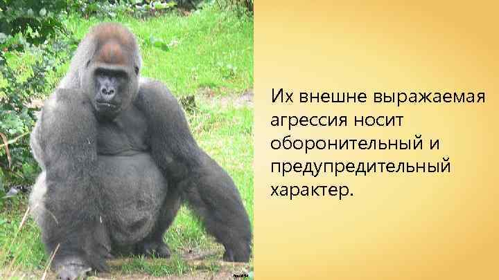 Их внешне выражаемая агрессия носит оборонительный и предупредительный характер. Raul 654 