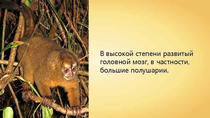 В высокой степени развитый головной мозг, в частности, большие полушарии. dsasso 