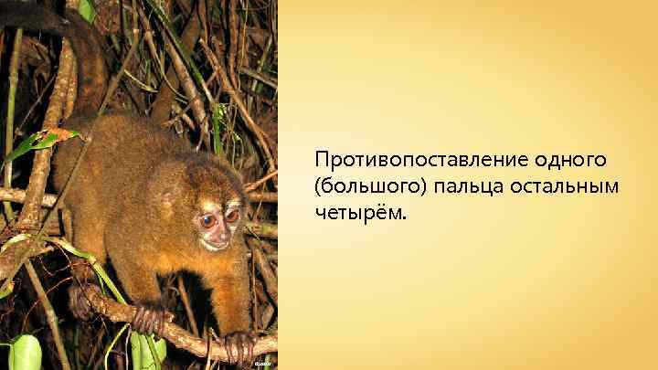 Противопоставление одного (большого) пальца остальным четырём. dsasso 