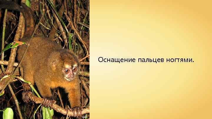 Оснащение пальцев ногтями. dsasso 