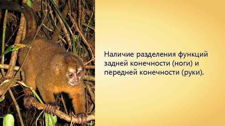 Наличие разделения функций задней конечности (ноги) и передней конечности (руки). dsasso 