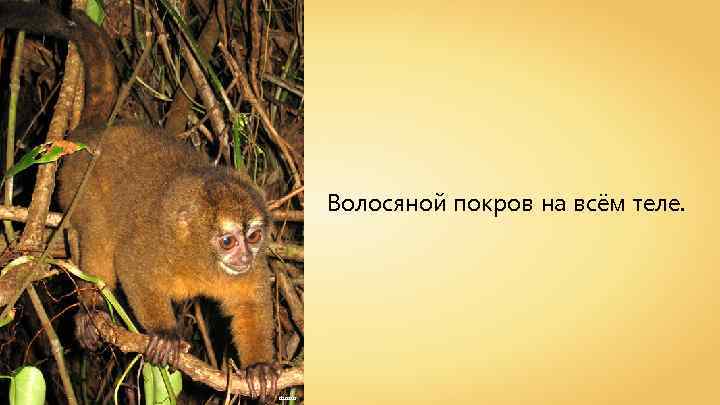 Волосяной покров на всём теле. dsasso 