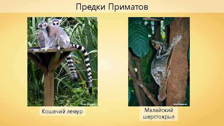 Предки Приматов Adrian Pingstone Кошачий лемур Nina Holopainen Малайский шерстокрыл 