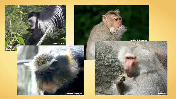 Muhammad Mahdi Karim Sabine's Sunbird Pogrebnoj-Alexandroff Ladyof. Hats 