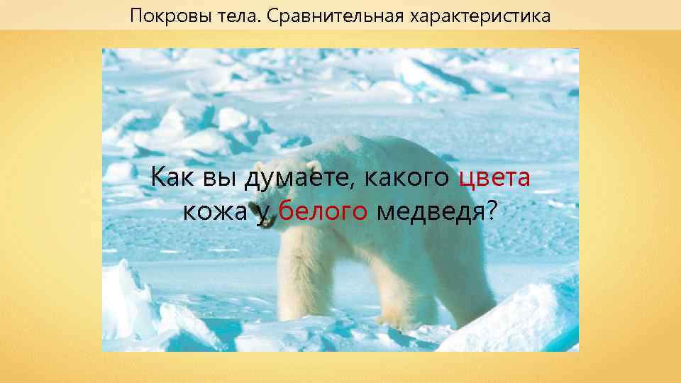 Покровы тела. Сравнительная характеристика Как вы думаете, какого цвета кожа у белого медведя? 
