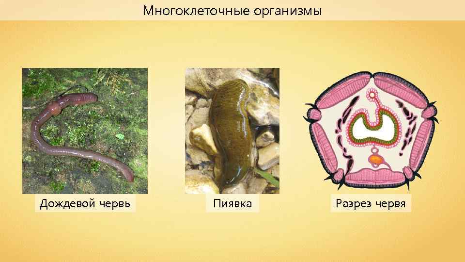 Многоклеточные организмы Дождевой червь Пиявка Разрез червя 