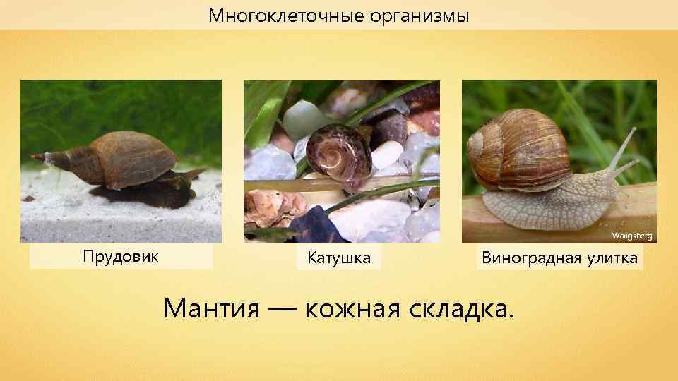 Многоклеточные организмы Waugsberg Прудовик Катушка Виноградная улитка Мантия — кожная складка. 