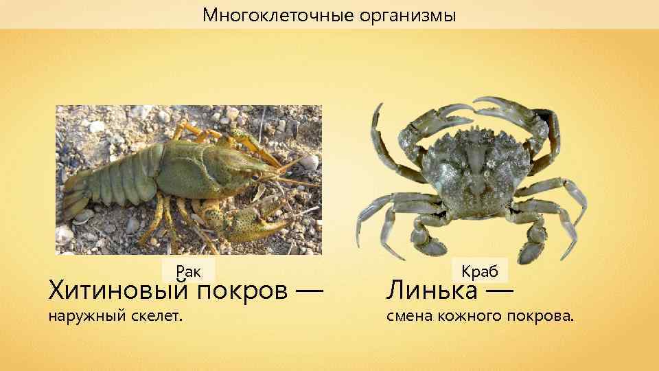 Многоклеточные организмы Рак Хитиновый покров — наружный скелет. Краб Линька — смена кожного покрова.