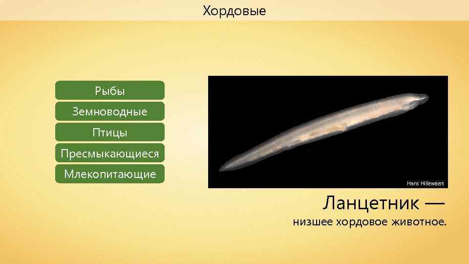 Хордовые Рыбы Земноводные Птицы Пресмыкающиеся Млекопитающие Hans Hillewaert Ланцетник — низшее хордовое животное. 