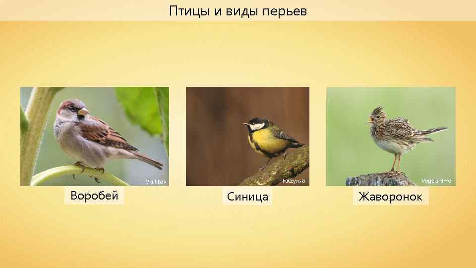 Птицы и виды перьев Pkuczynski Vkulikov Воробей Синица Vogelartinfo Жаворонок 