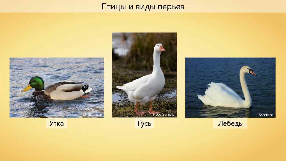Птицы и виды перьев Uli Herrmann Утка Noodle snacks Гусь Sanchezn Лебедь 
