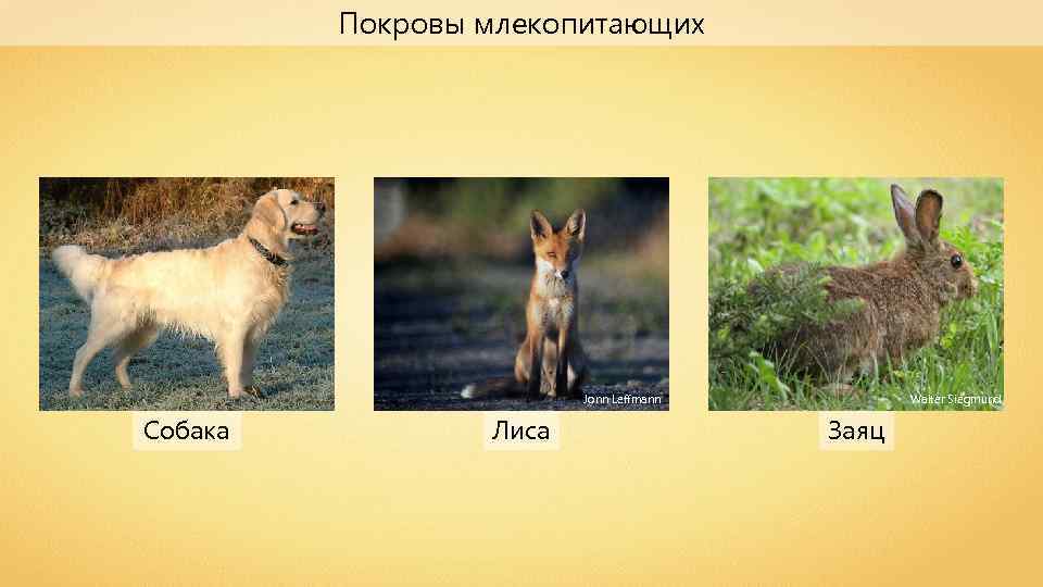 Покровы млекопитающих Jonn Leffmann Собака Лиса Walter Siegmund Заяц 
