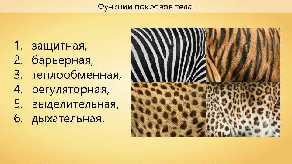 Функции покровов тела: 1. 2. 3. 4. 5. 6. защитная, барьерная, теплообменная, регуляторная, выделительная,