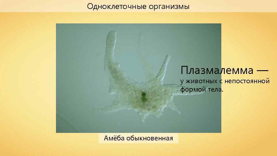Одноклеточные организмы Плазмалемма — у животных с непостоянной формой тела. Амёба обыкновенная 