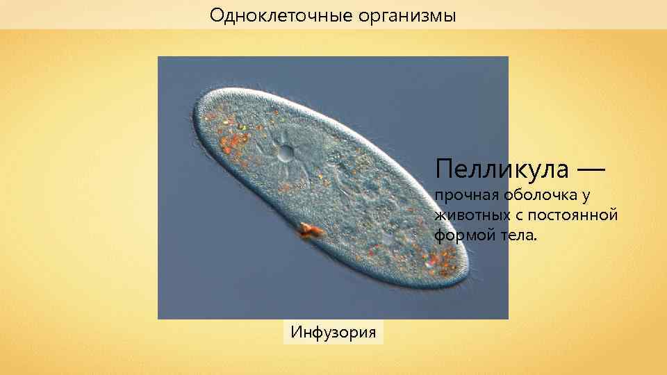 Одноклеточные организмы Пелликула — прочная оболочка у животных с постоянной формой тела. Инфузория 