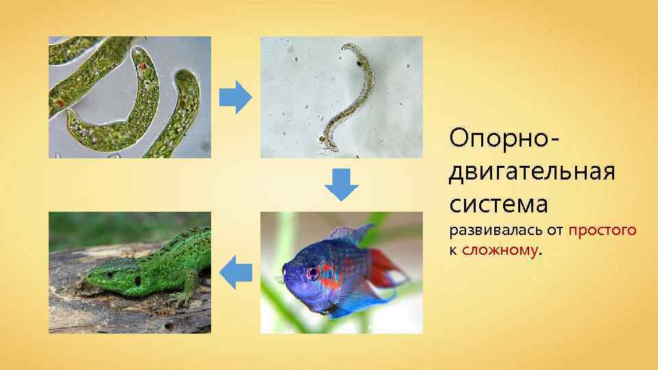 Опорнодвигательная система развивалась от простого к сложному. André Karwath 