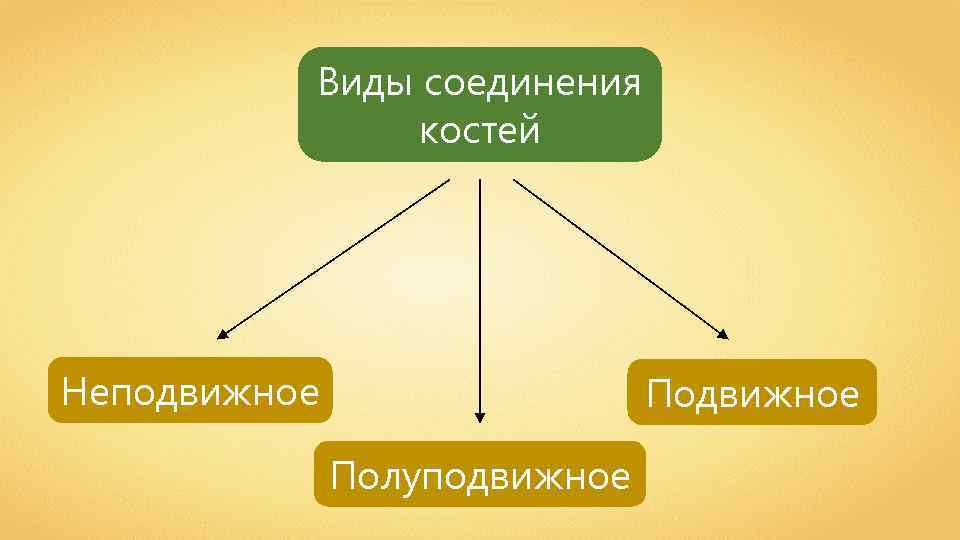 Виды соединения костей Неподвижное Полуподвижное 