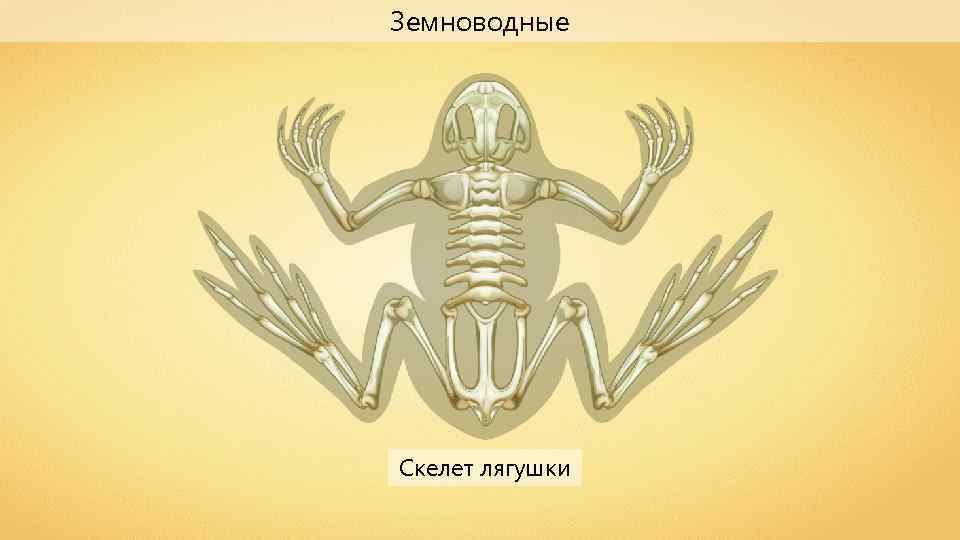 Скелет земноводных 8 класс. Скелет лягушки. Скелет амфибий. Скелет земноводных. Скелет Жабы.