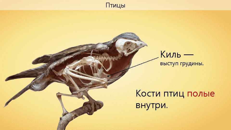 Вилочка у птиц это. Кости птиц. Скелет птицы. Анатомия воробья. Костное строение птиц.
