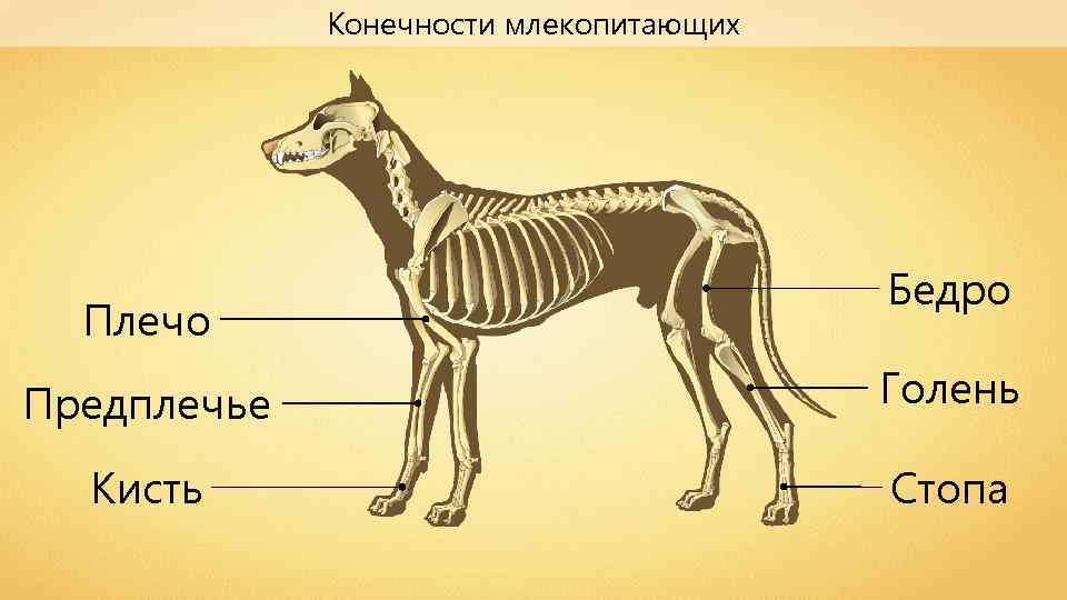 Схема строения опорно двигательной системы млекопитающих