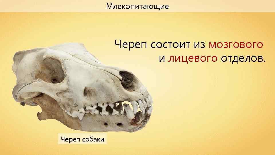 Изучите строение черепа млекопитающего. Череп млекопитающих. Строение черепа млекопитающих. Кости черепа млекопитающих.