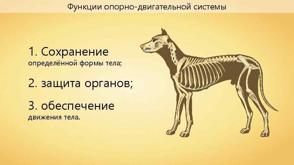 Функции опорно-двигательной системы 1. Сохранение определённой формы тела; 2. защита органов; 3. обеспечение движения