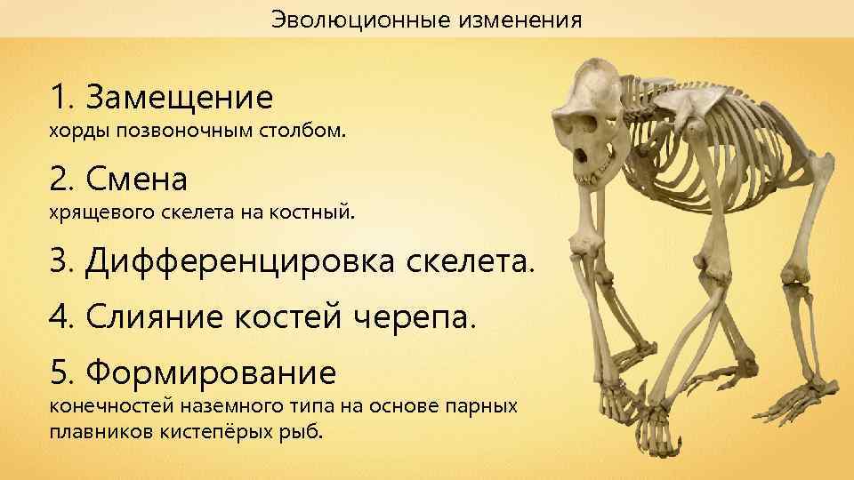 Эволюционные изменения 1. Замещение хорды позвоночным столбом. 2. Смена хрящевого скелета на костный. 3.