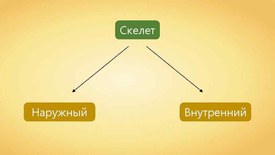 Скелет Наружный Внутренний 