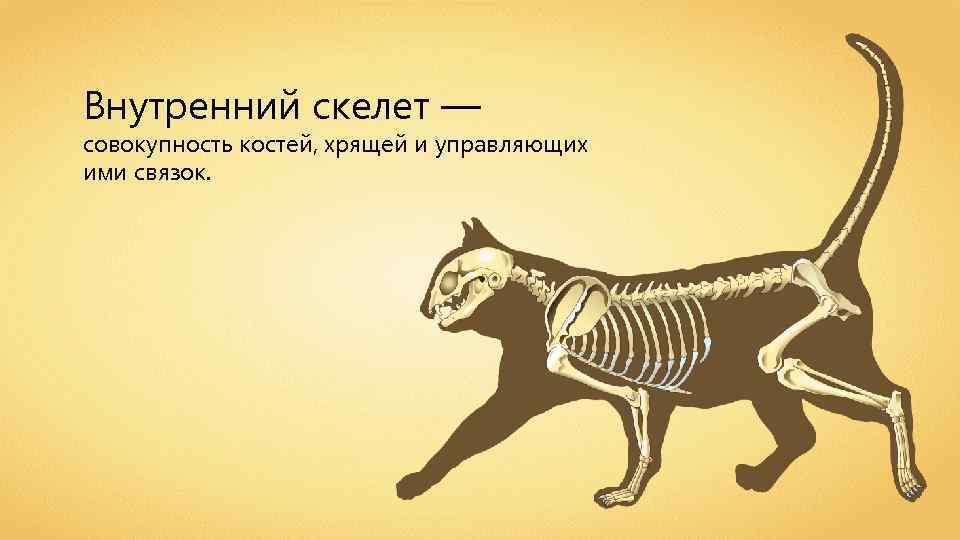 Внутренний скелет — совокупность костей, хрящей и управляющих ими связок. 