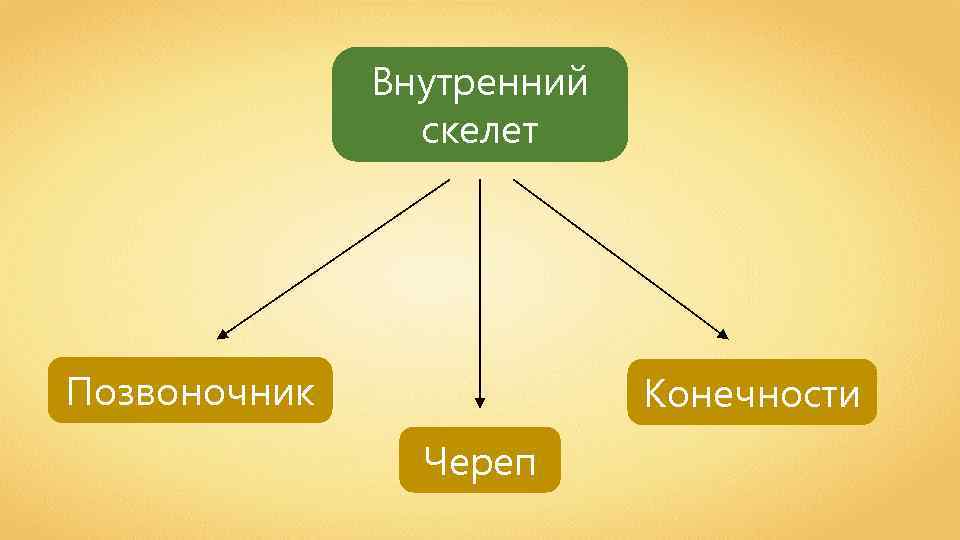 Внутренний скелет Позвоночник Конечности Череп 