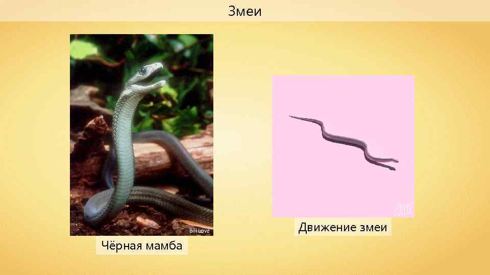 Движение змеи. Змея в движении. Передвижение змей. Способы передвижения змей.