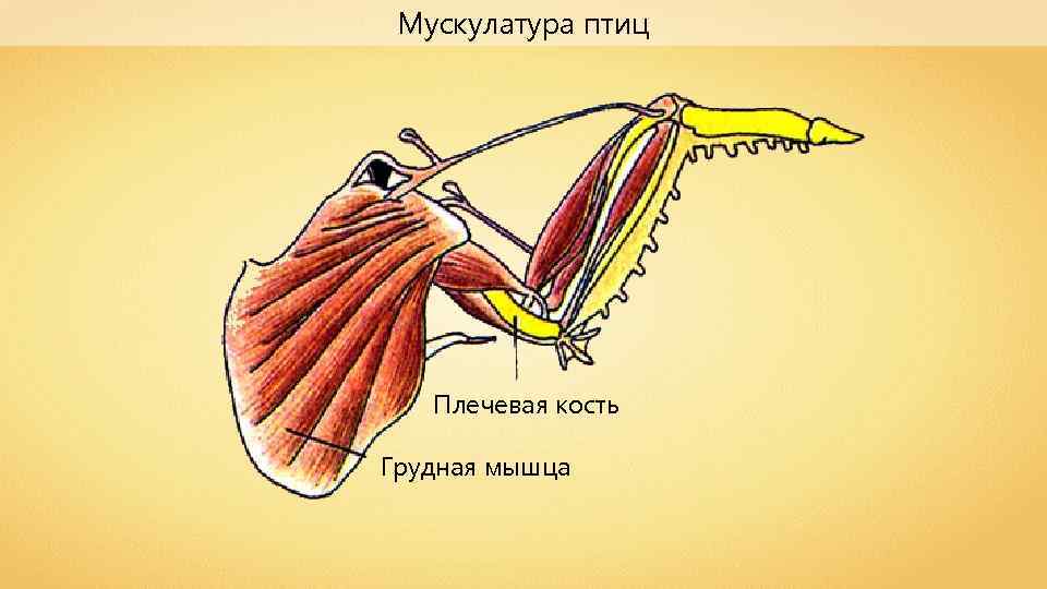 Особенности расположения строения и работы мышц птиц. Мышечная система птиц. Мускулатура птиц. Грудные мышцы птиц. Летательные мышцы птиц.